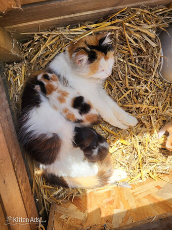 2 cute kittens from Somerset farm