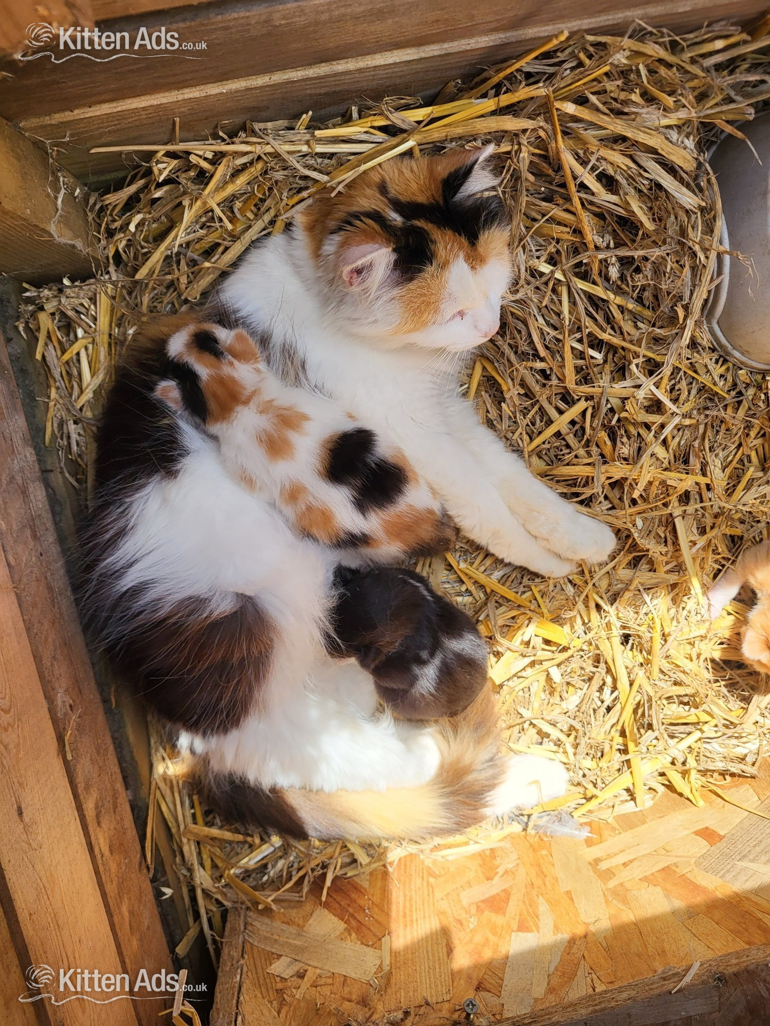 2 cute kittens from Somerset farm in {LOCATION}