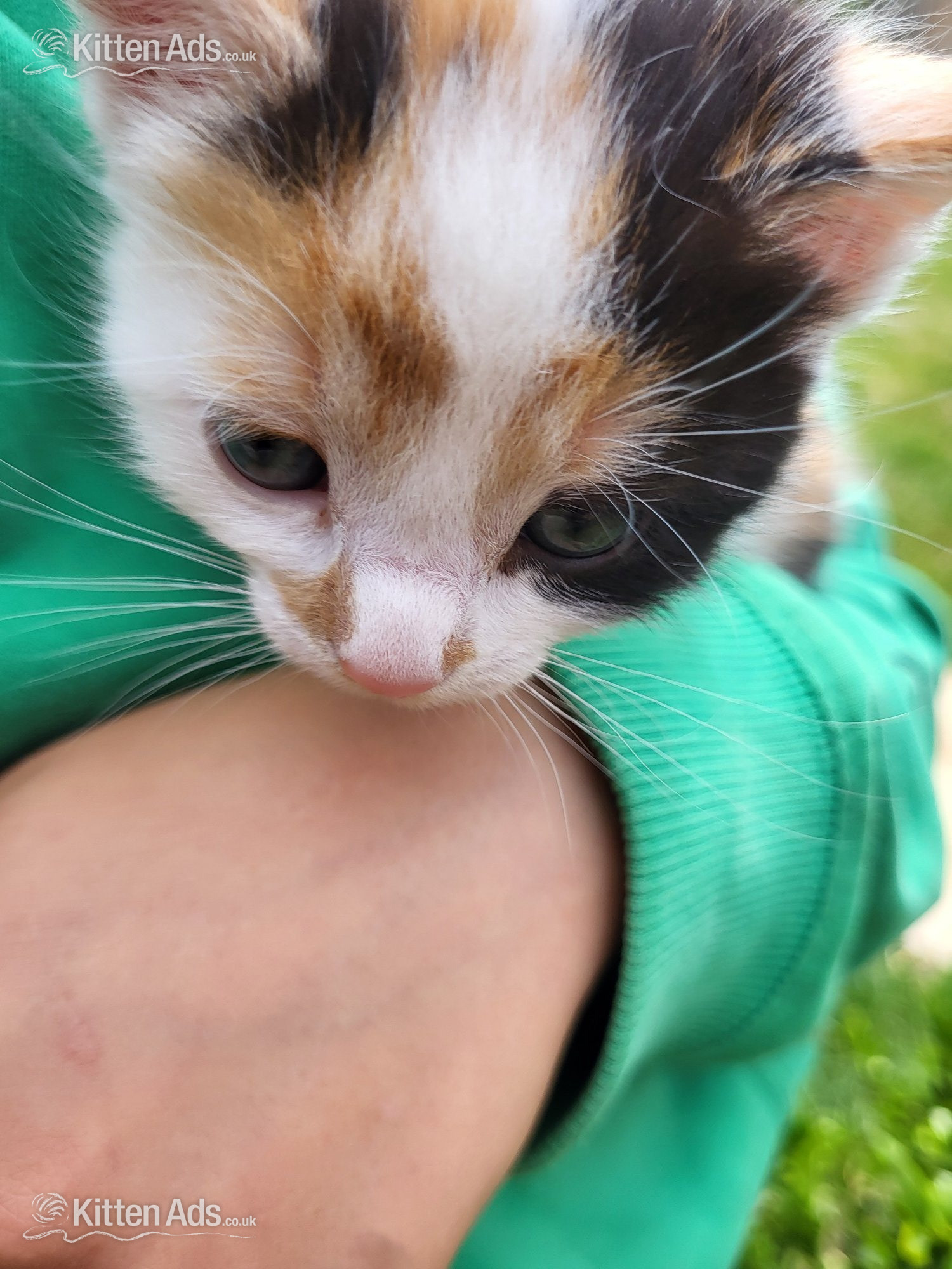  Cats and Kittens