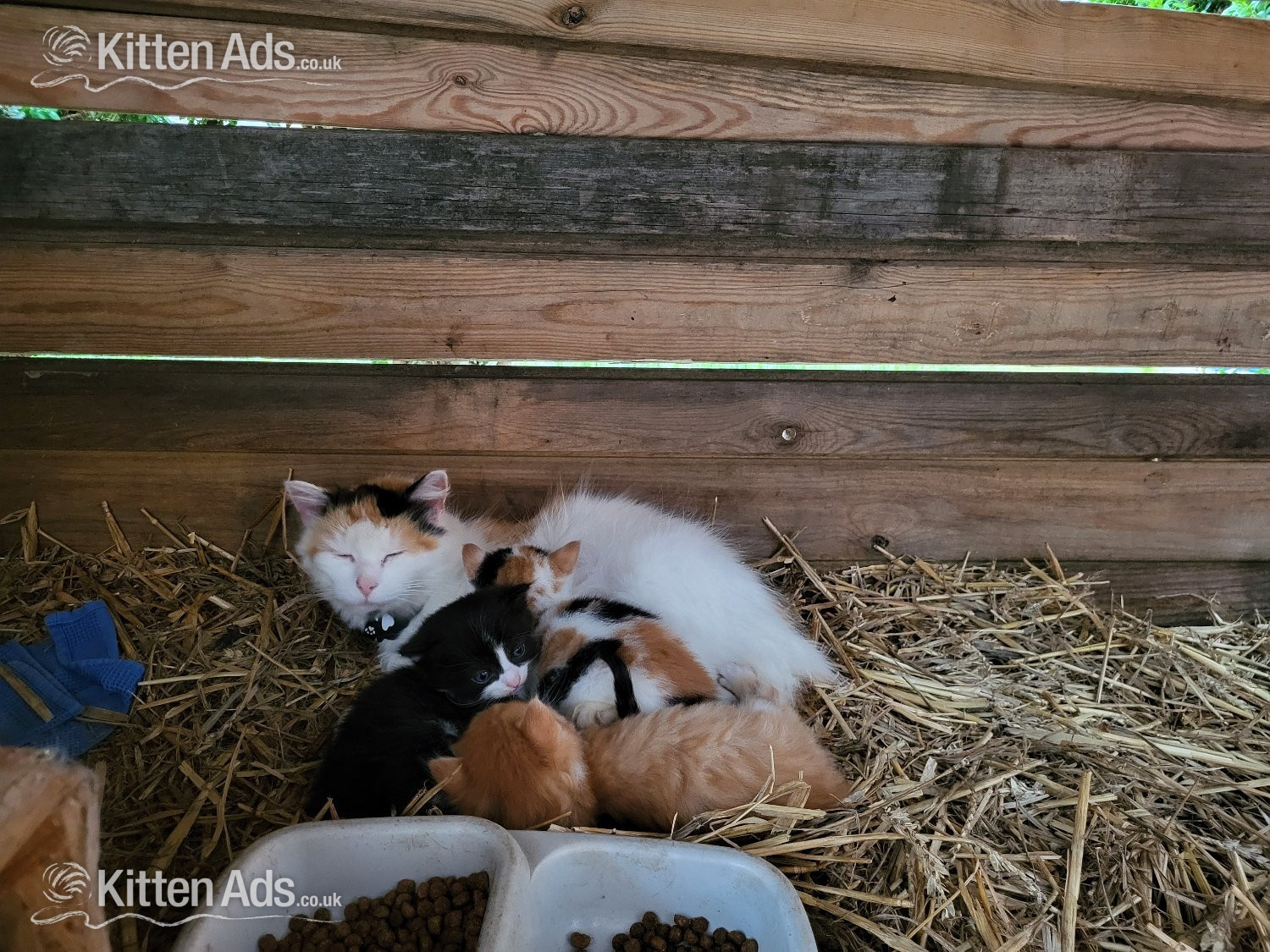  - 2 cute kittens from Somerset farm