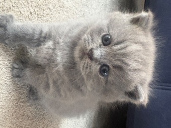 Stunning British Shorthair kittens 