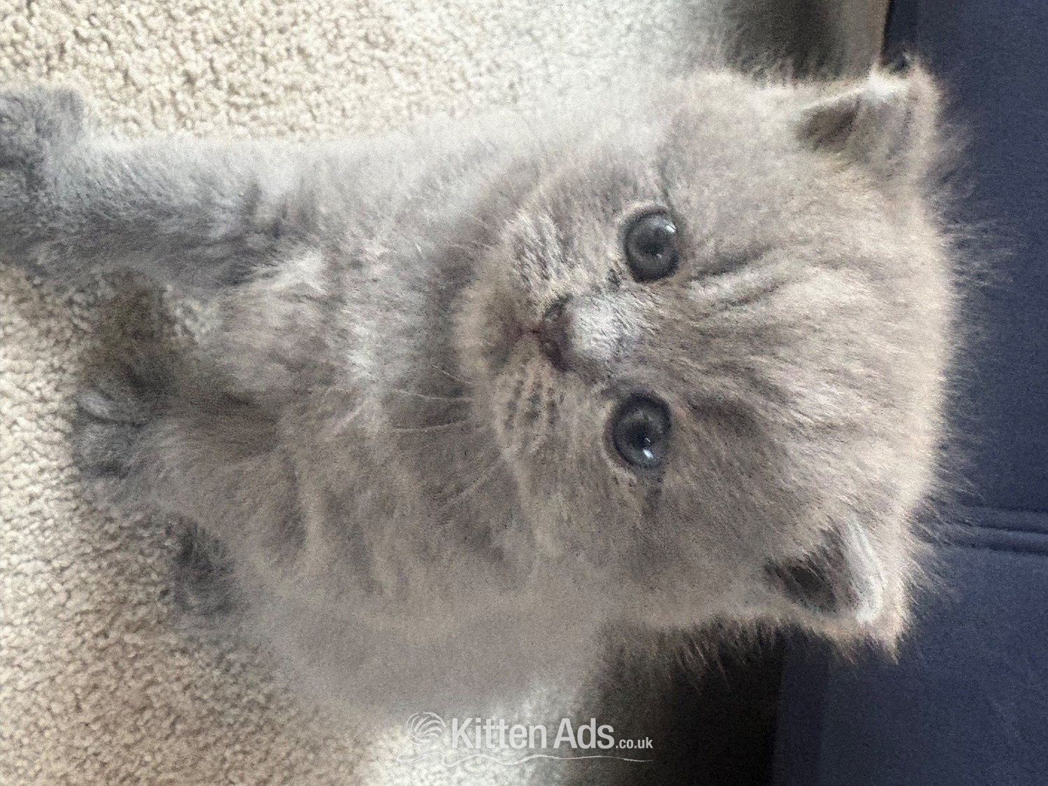 Stunning British Shorthair kittens  in {LOCATION}