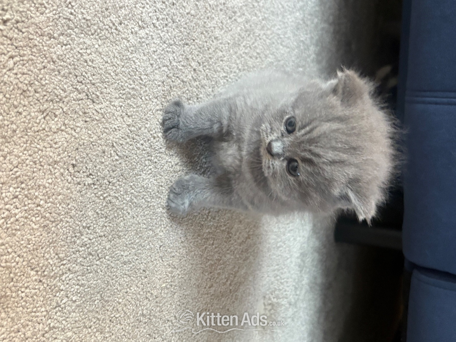Stunning British Shorthair kittens  - British Shorthair