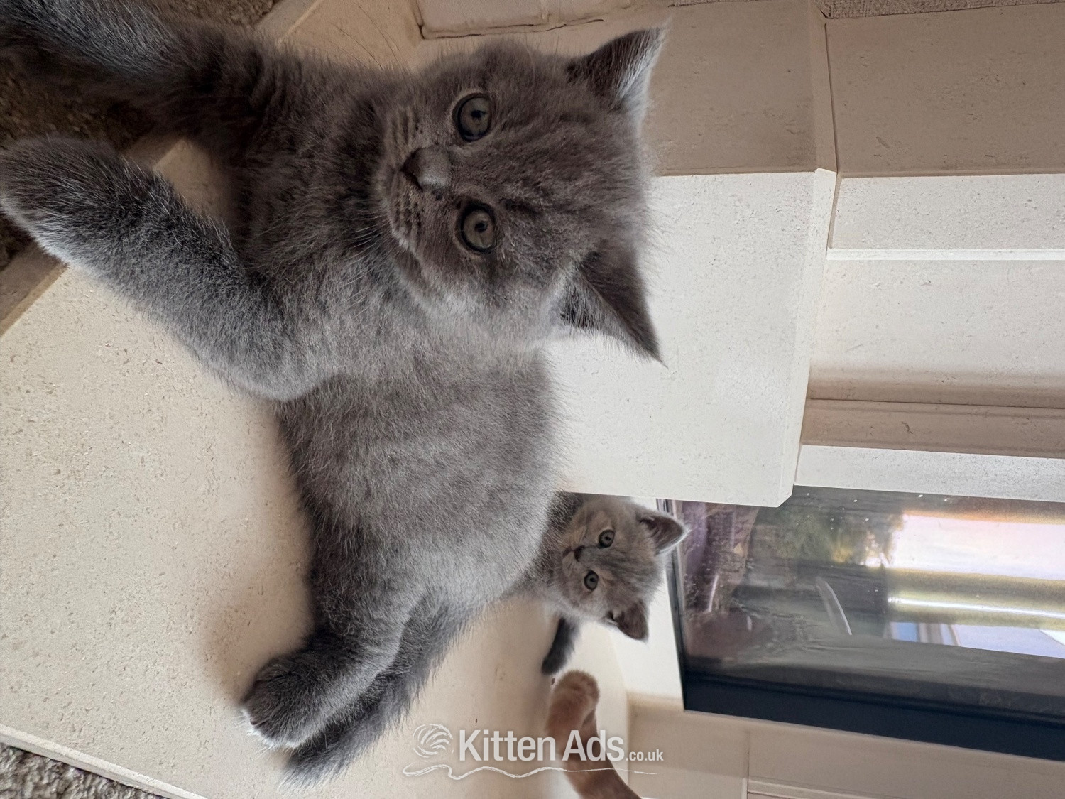 British Shorthair Cats and Kittens
