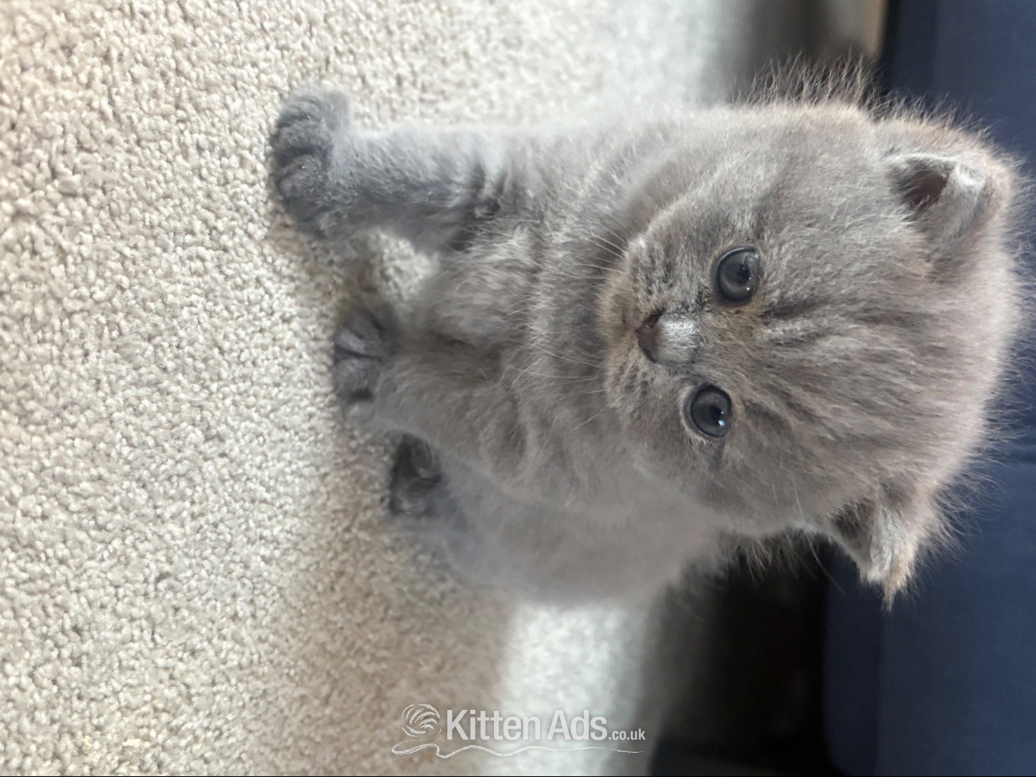 British Shorthair - Stunning British Shorthair kittens 