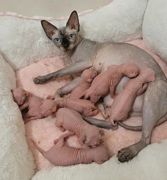 Stunning Sphynx Kittens Available
