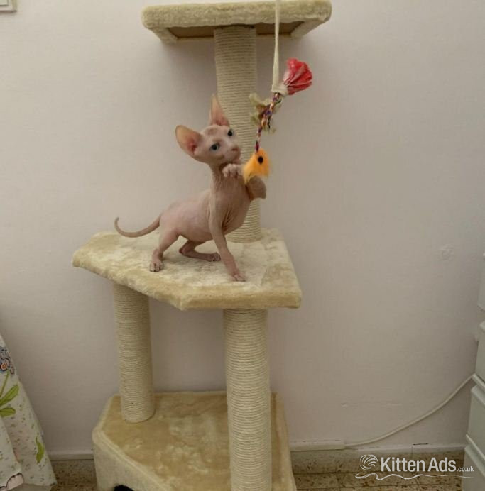 Sphynx