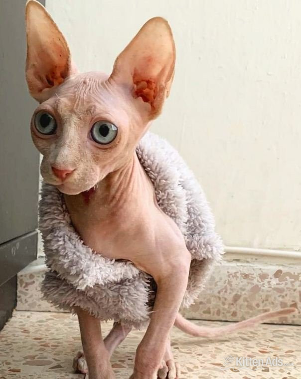 Sphynx Cats and Kittens