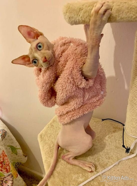 Sphynx - Stunning Sphynx Kittens Available