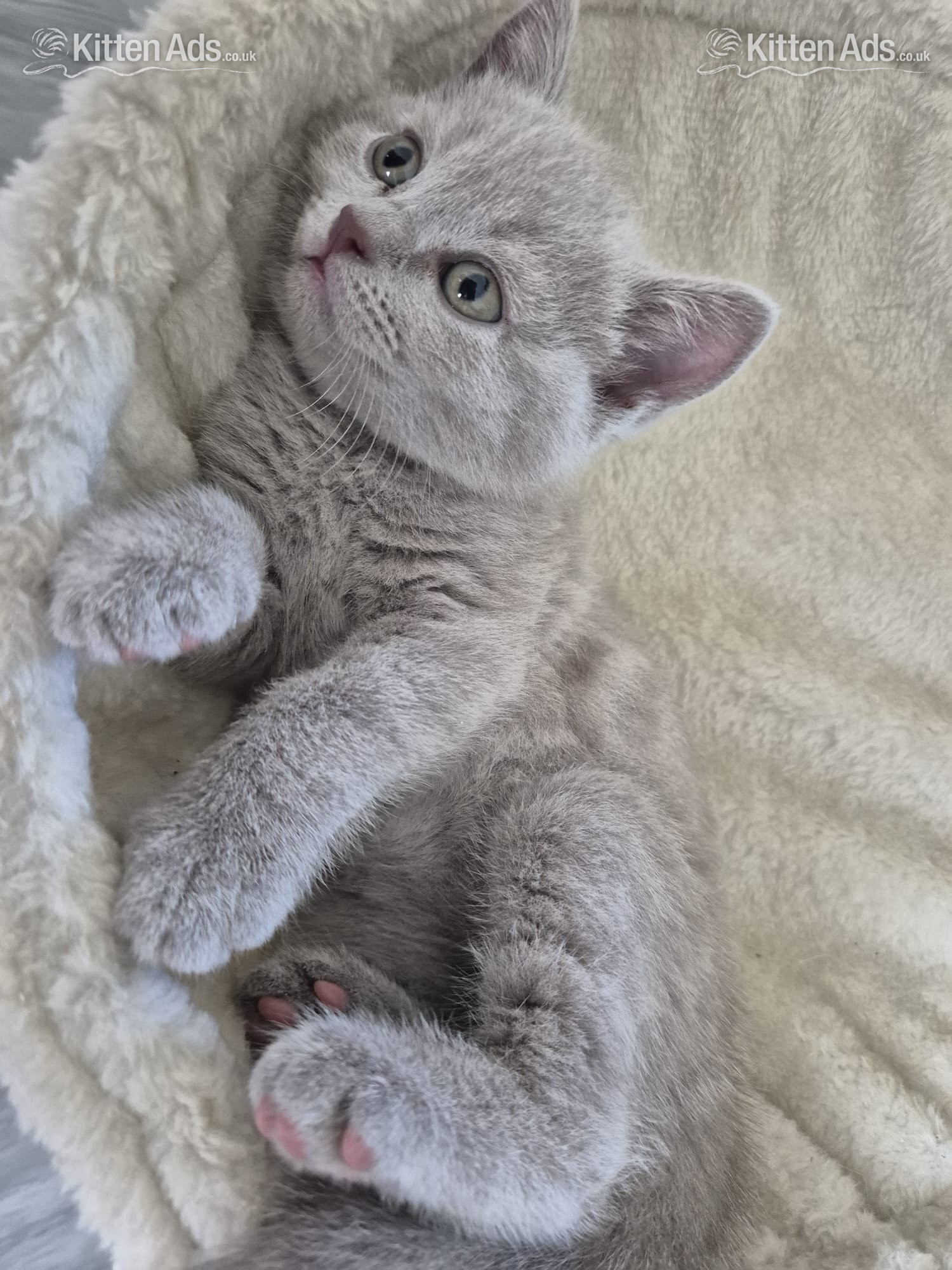 2 boys and 2 girls kittens  in {LOCATION}
