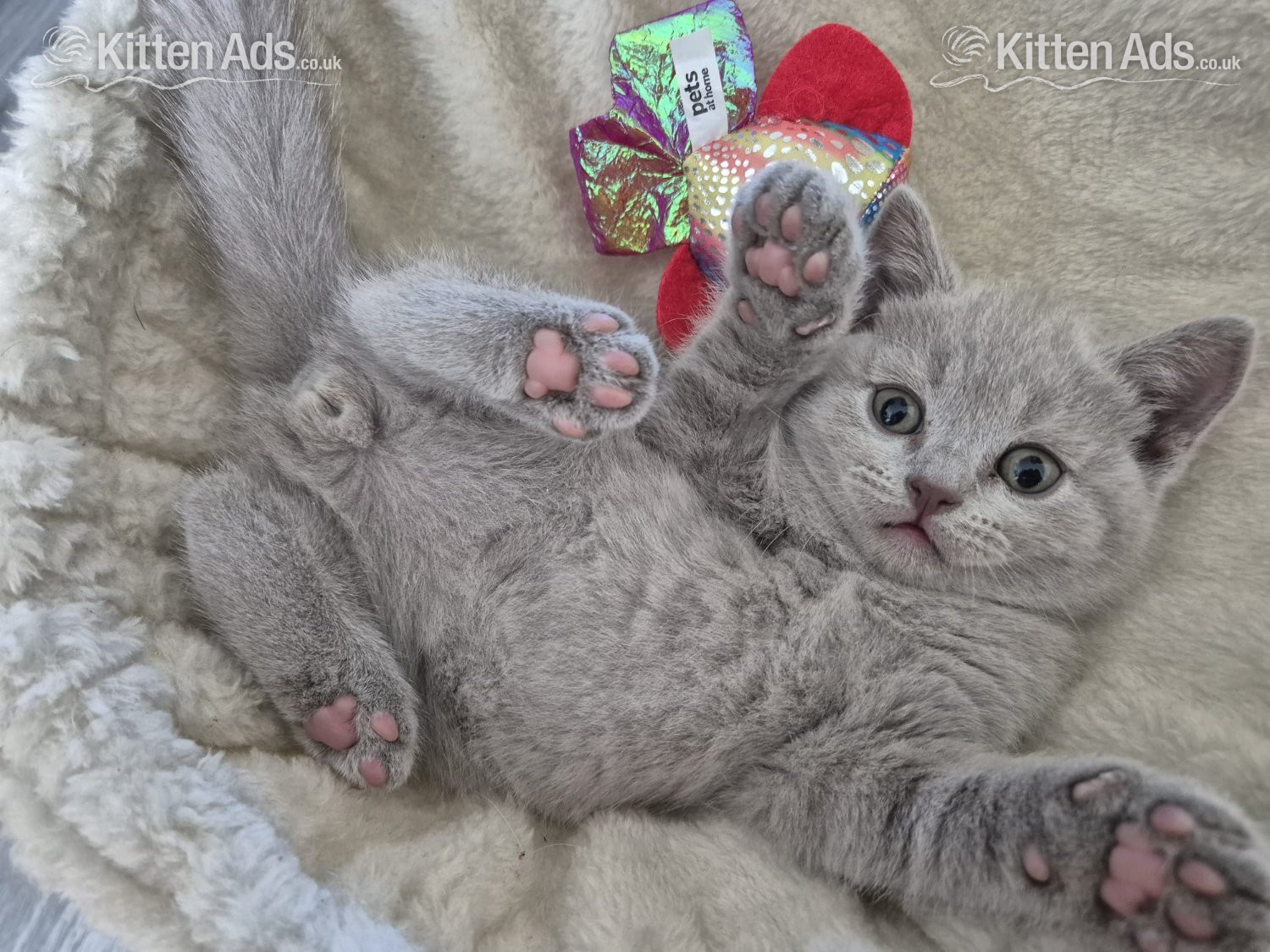 2 boys and 2 girls kittens  - 