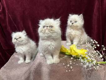 3 CHEEKY COLOURPOINT PERSIAN BOYS (READY FRI 17TH)