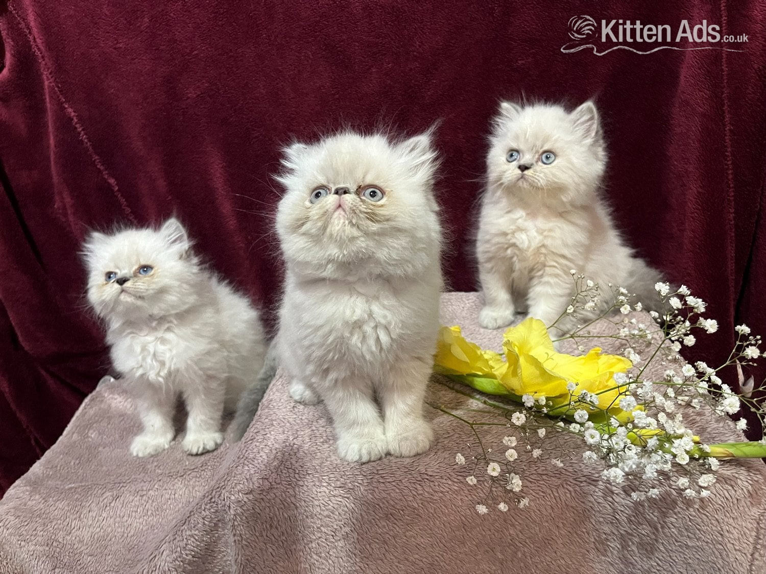 3 CHEEKY COLOURPOINT PERSIAN BOYS (READY FRI 17TH) in {LOCATION}