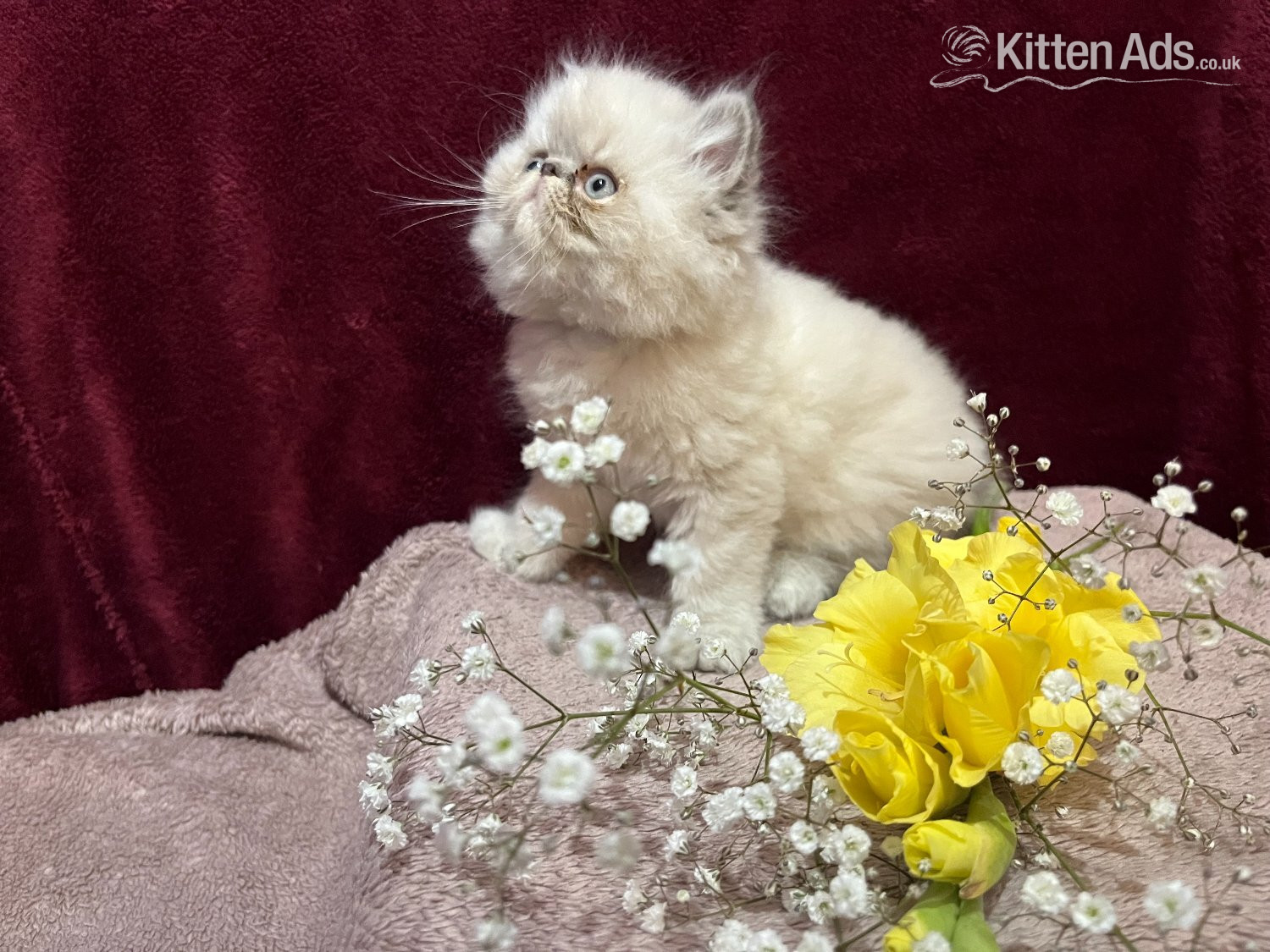 Persian