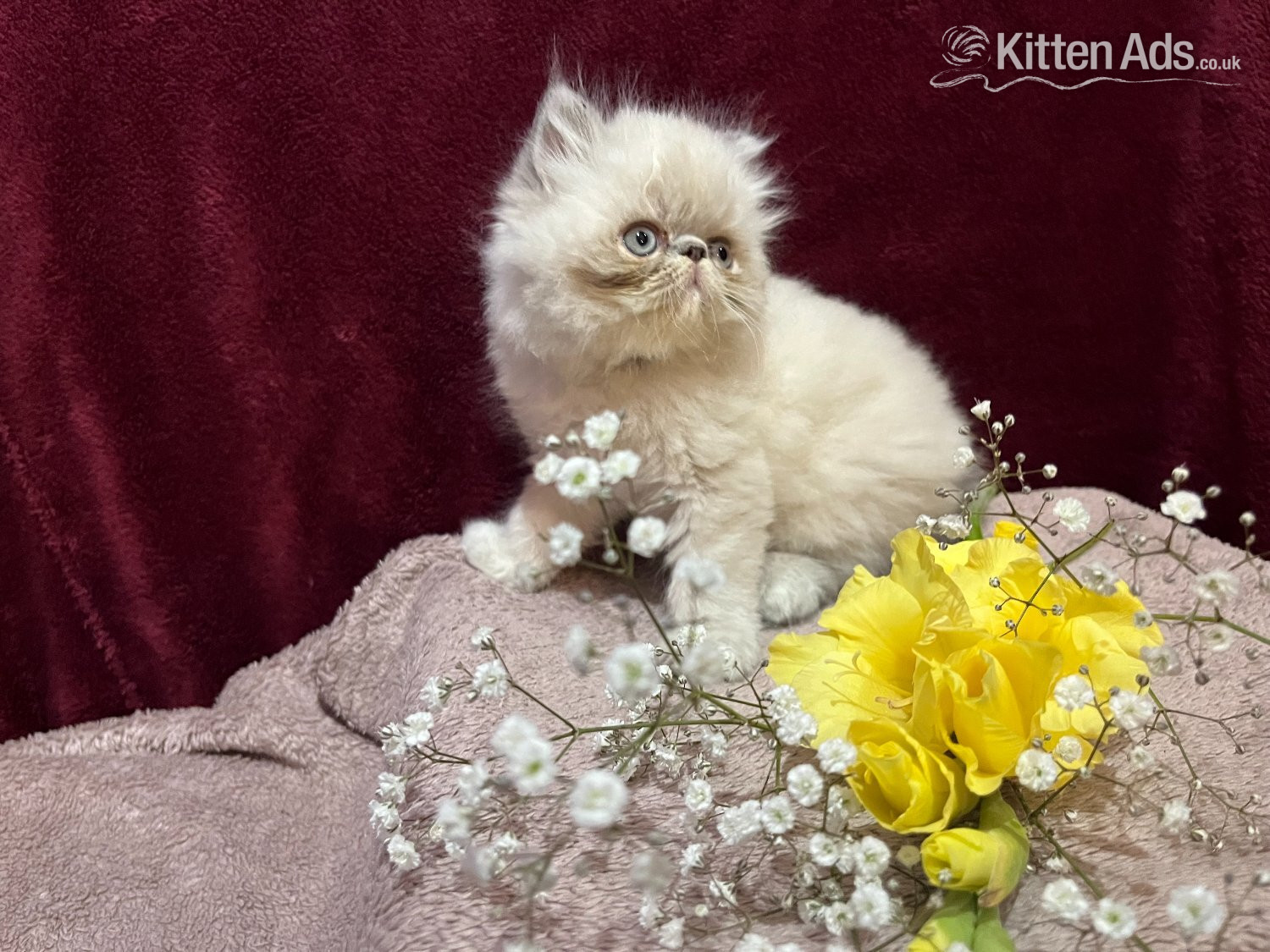Persian Cats and Kittens