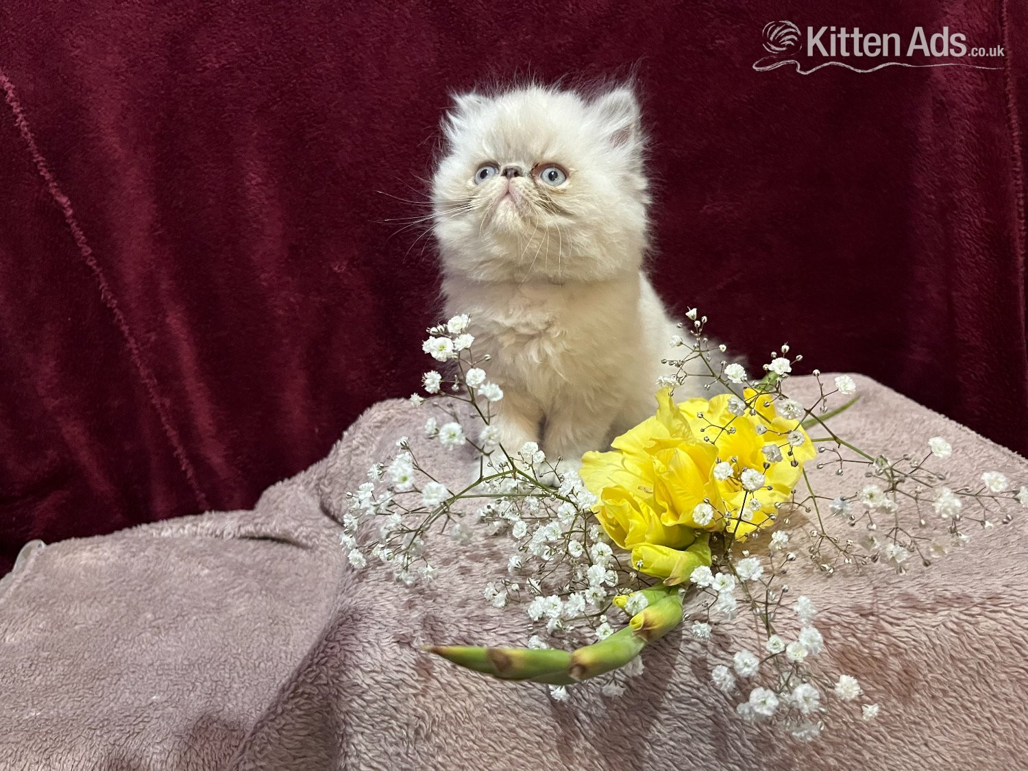 Persian - 3 CHEEKY COLOURPOINT PERSIAN BOYS (READY FRI 17TH)