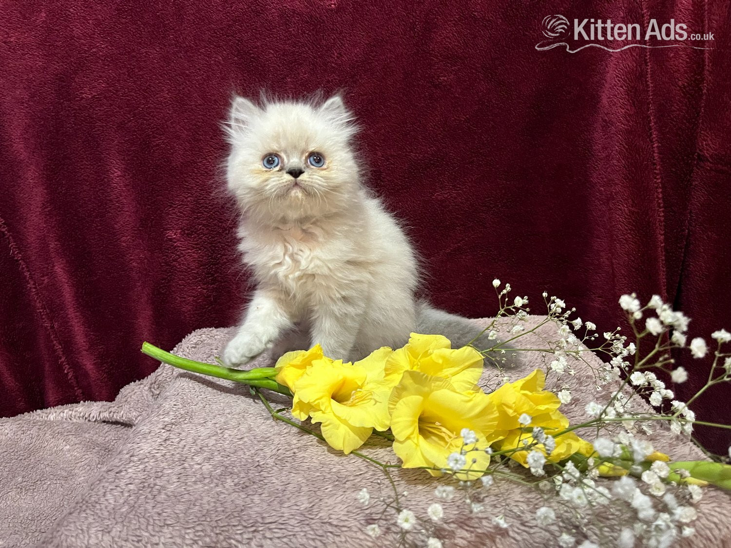 3 CHEEKY COLOURPOINT PERSIAN BOYS (READY FRI 17TH) - Persian