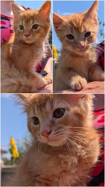 3 beautiful female ginger kittens for sale 