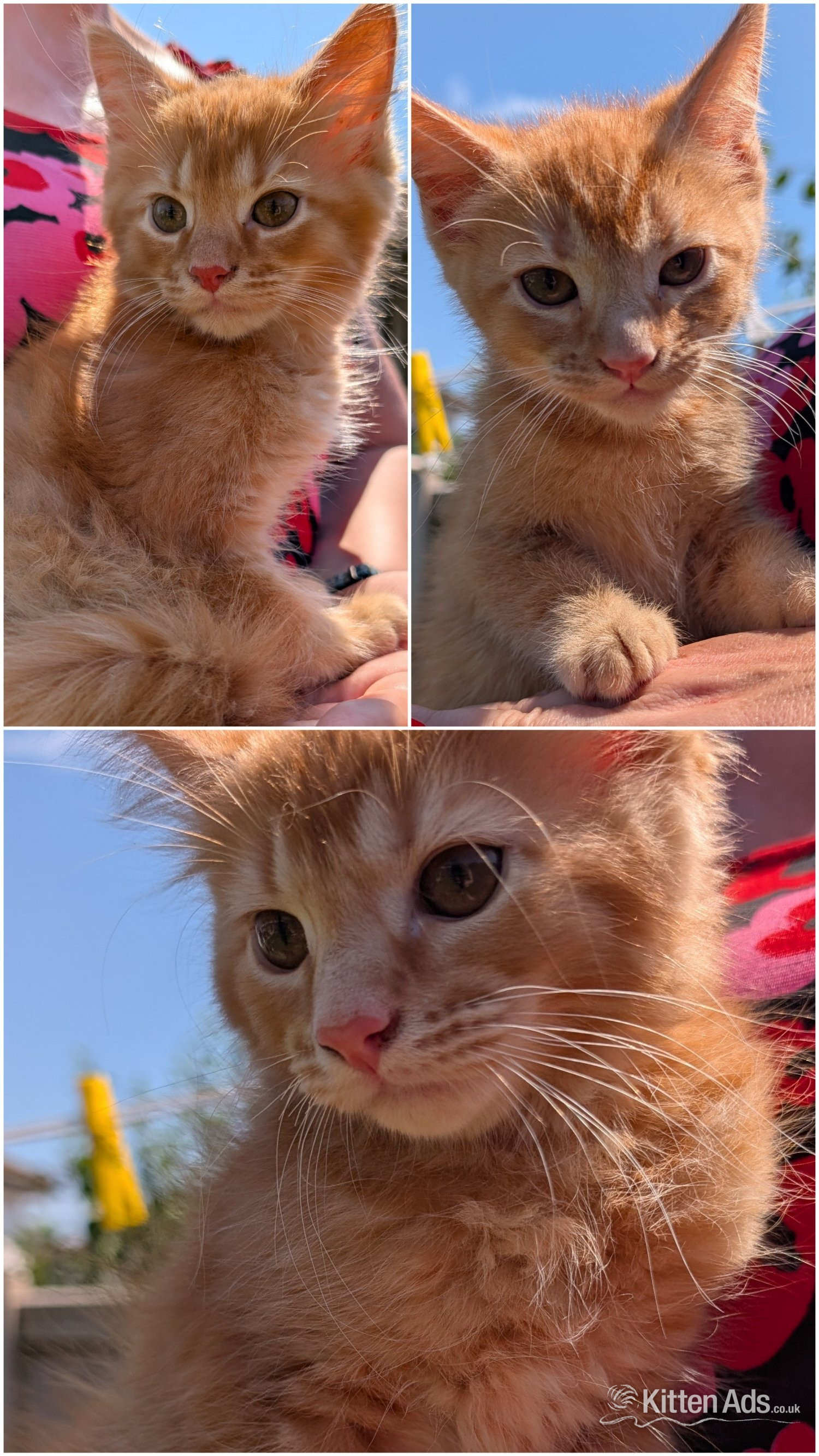 3 beautiful female ginger kittens for sale  in {LOCATION}
