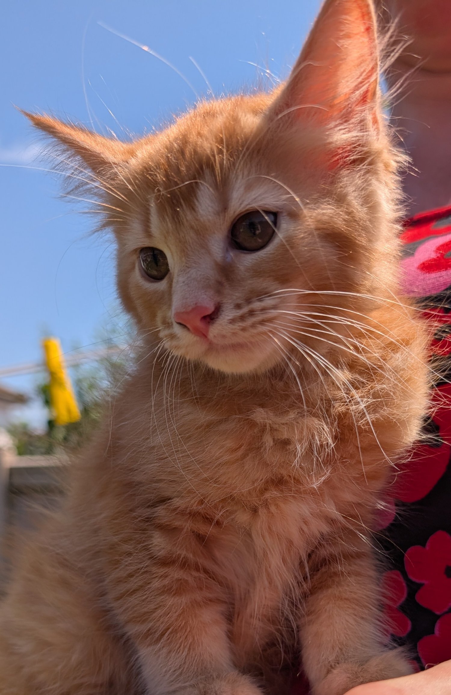  - 3 beautiful female ginger kittens for sale 