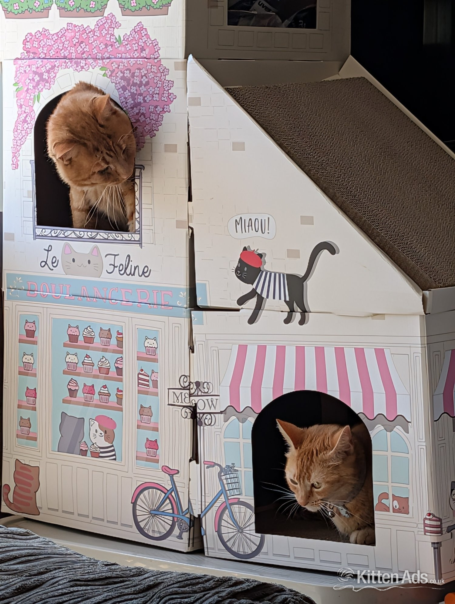  Cats and Kittens