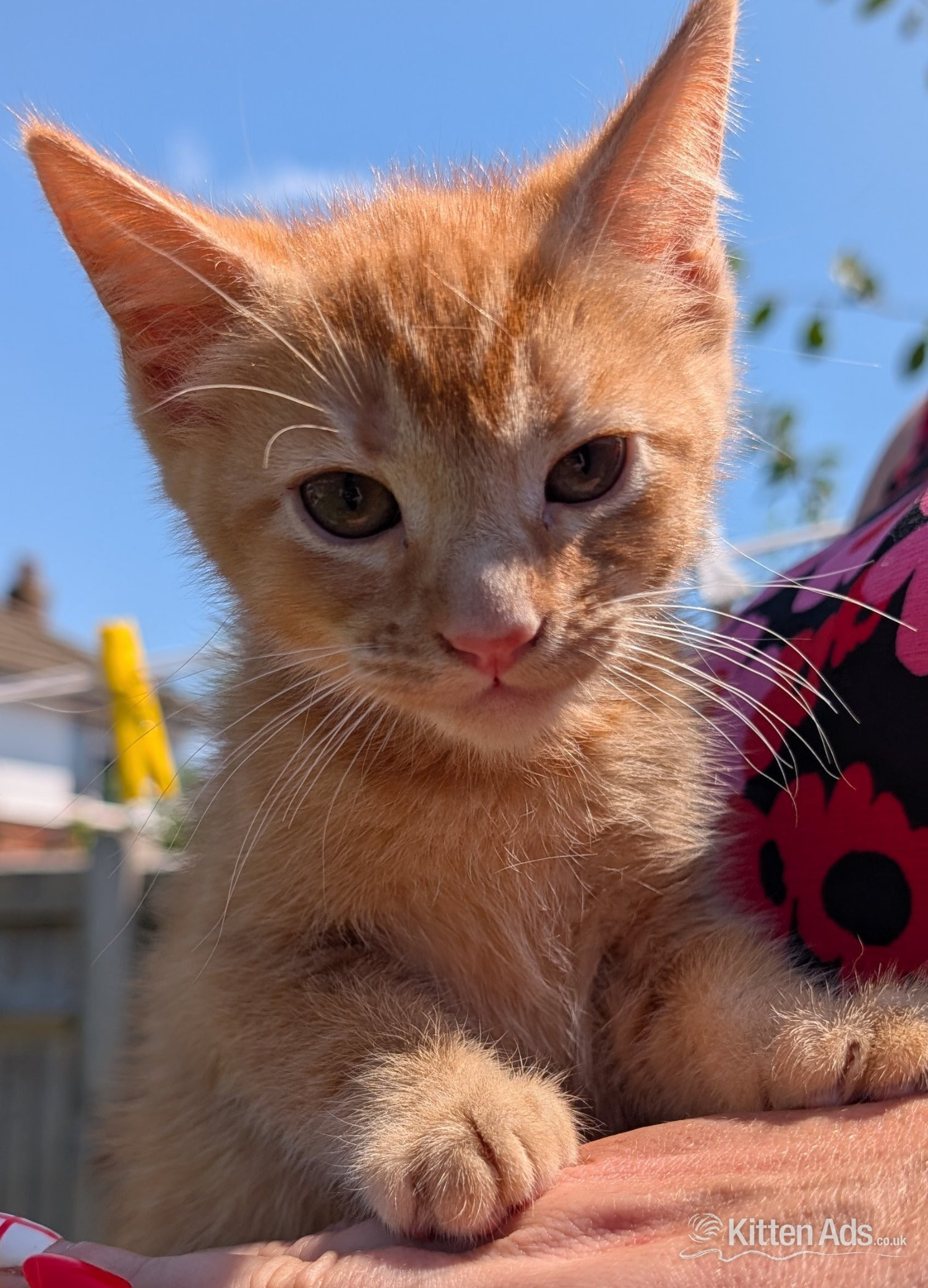 3 beautiful female ginger kittens for sale  - 