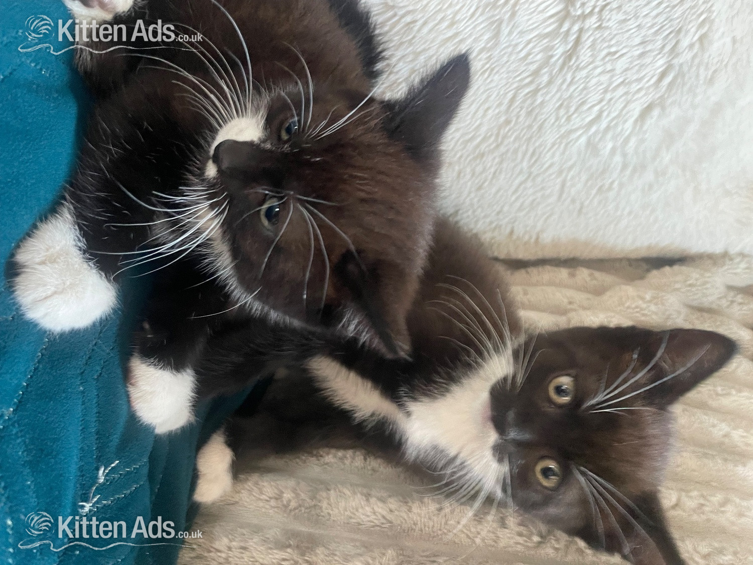 Two female kittens  in {LOCATION}