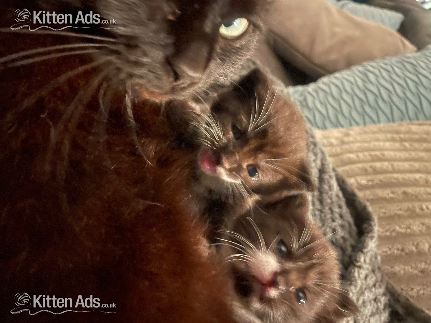  Cats and Kittens