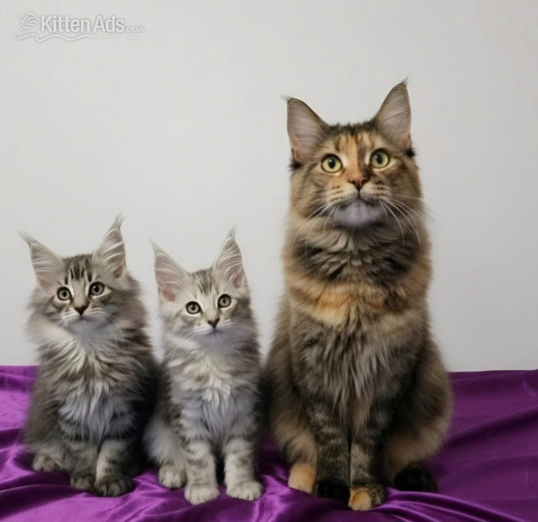 Beautiful GCCF red and black silver maine coons  in {LOCATION}