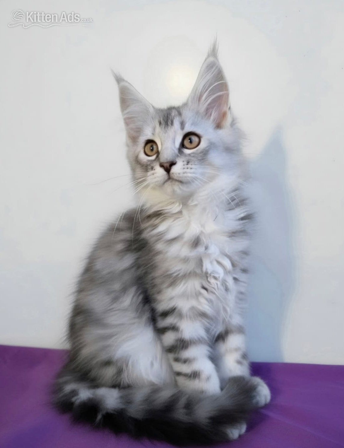 Maine Coon