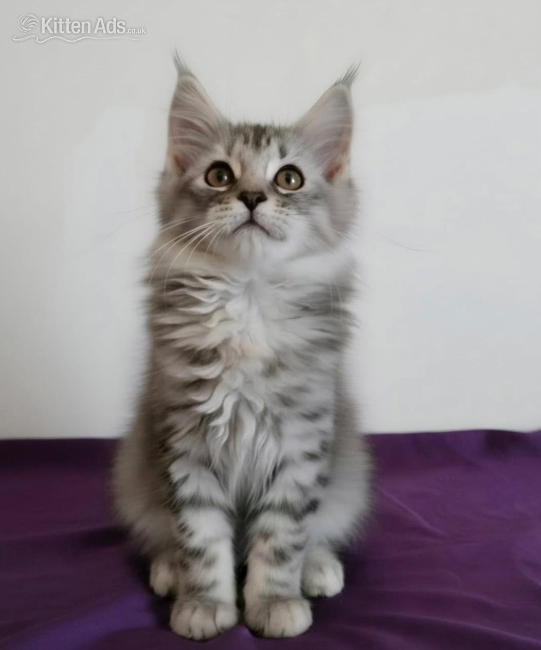 Maine Coon Cats and Kittens