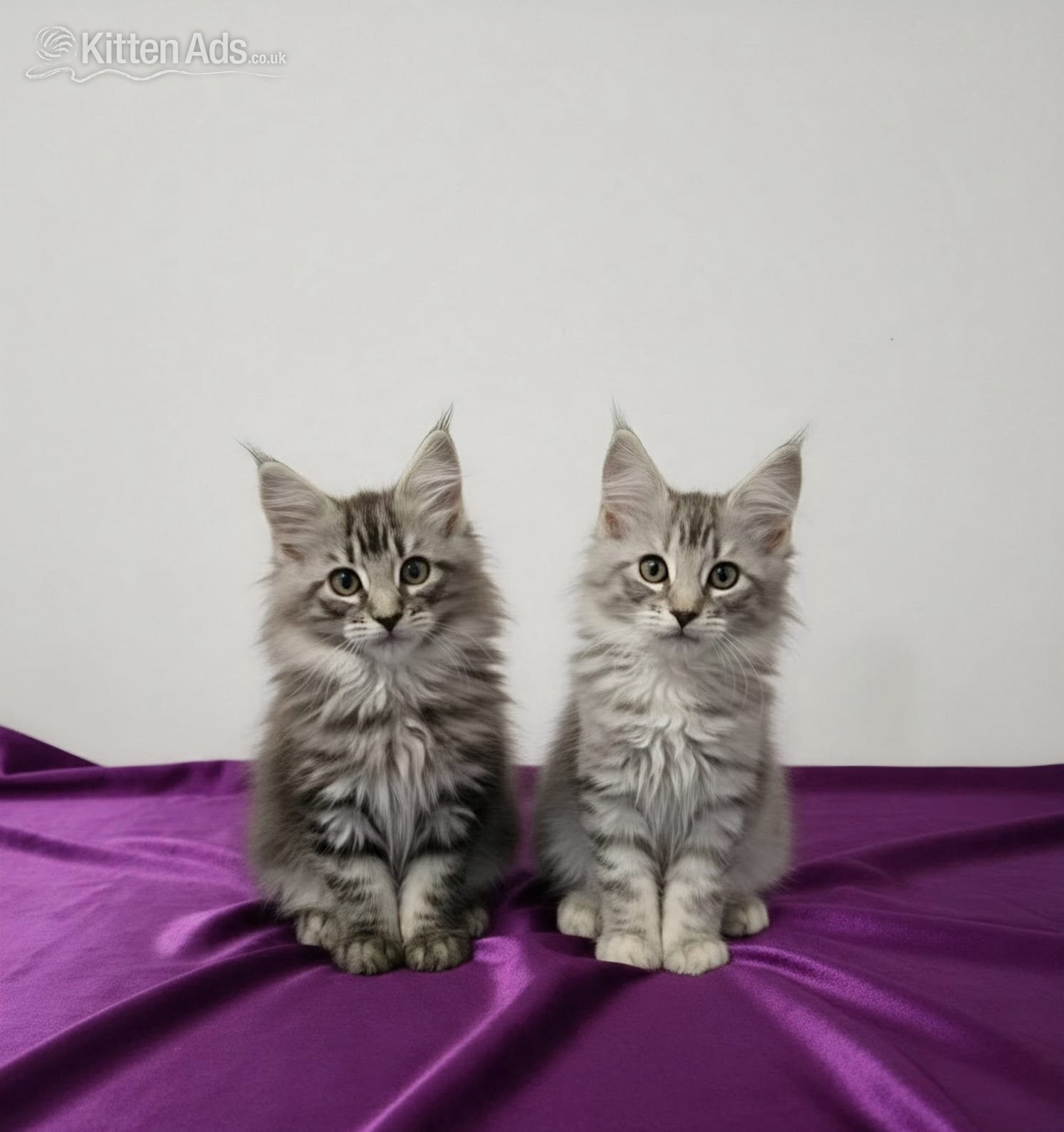 Maine Coon - Beautiful GCCF red and black silver maine coons 