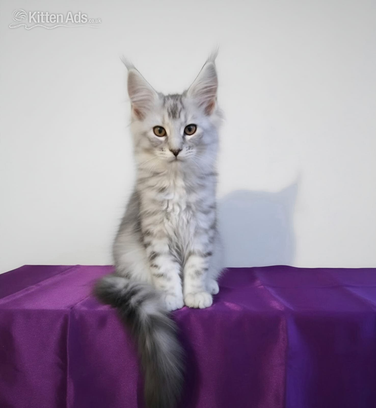 Beautiful GCCF red and black silver maine coons  - Maine Coon