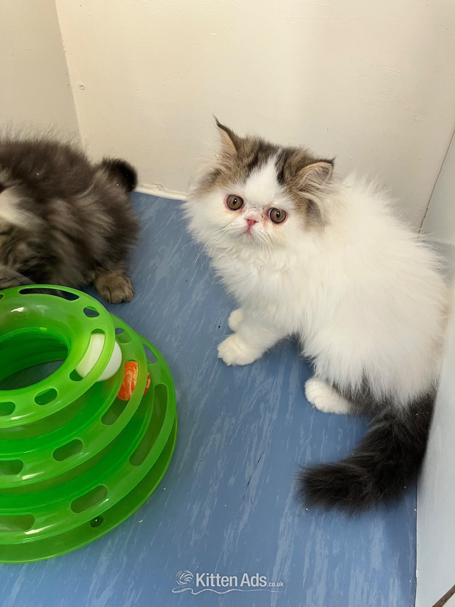 Pure Persian Kittens GCCF registered  in {LOCATION}