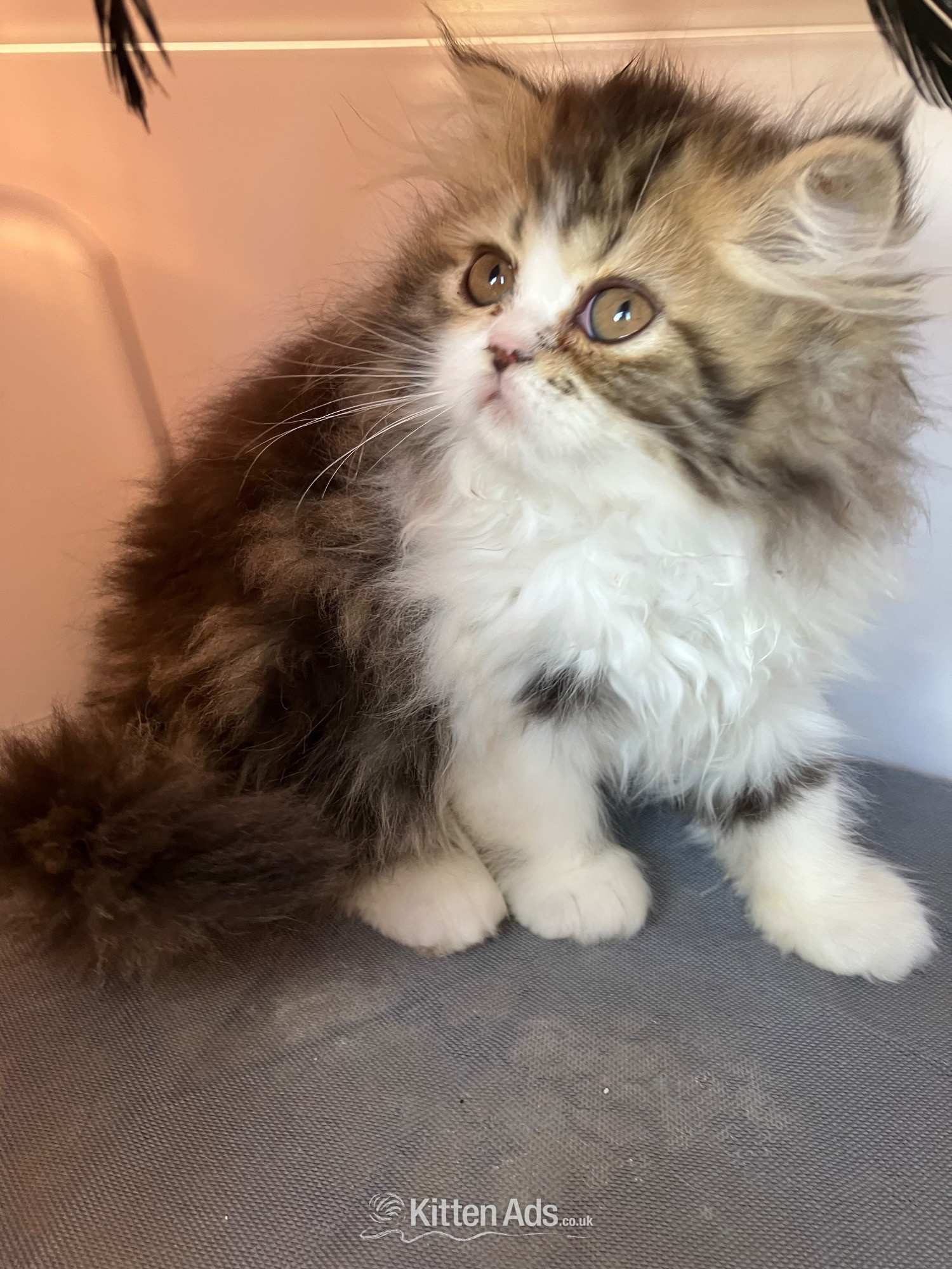  - Pure Persian Kittens GCCF registered 