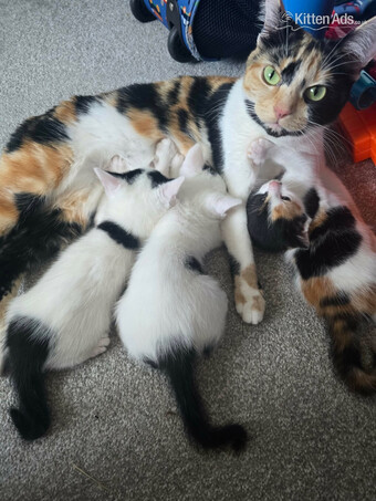 Kittens for sale