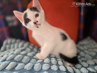Kittens for sale