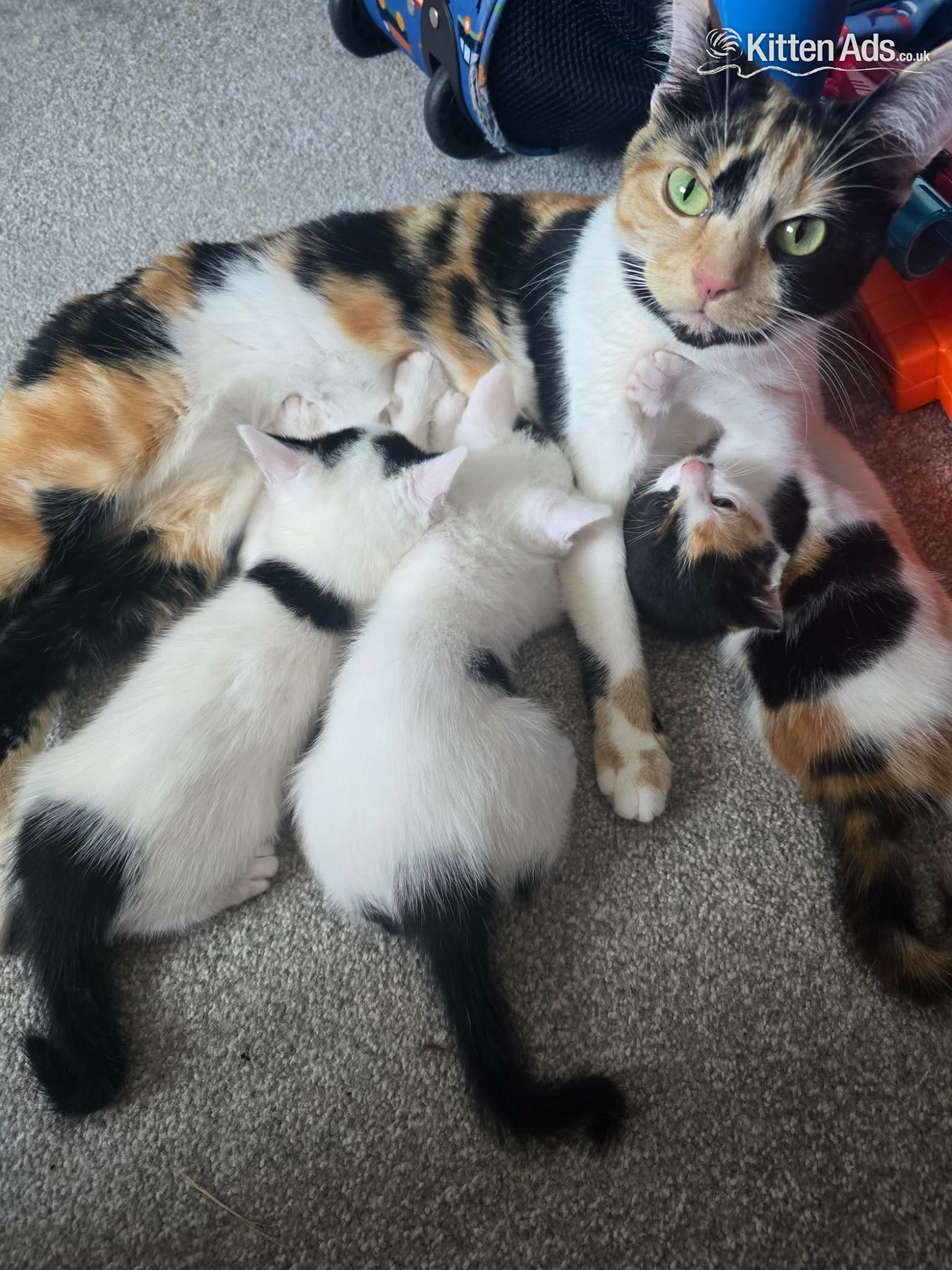 Kittens for sale in {LOCATION}
