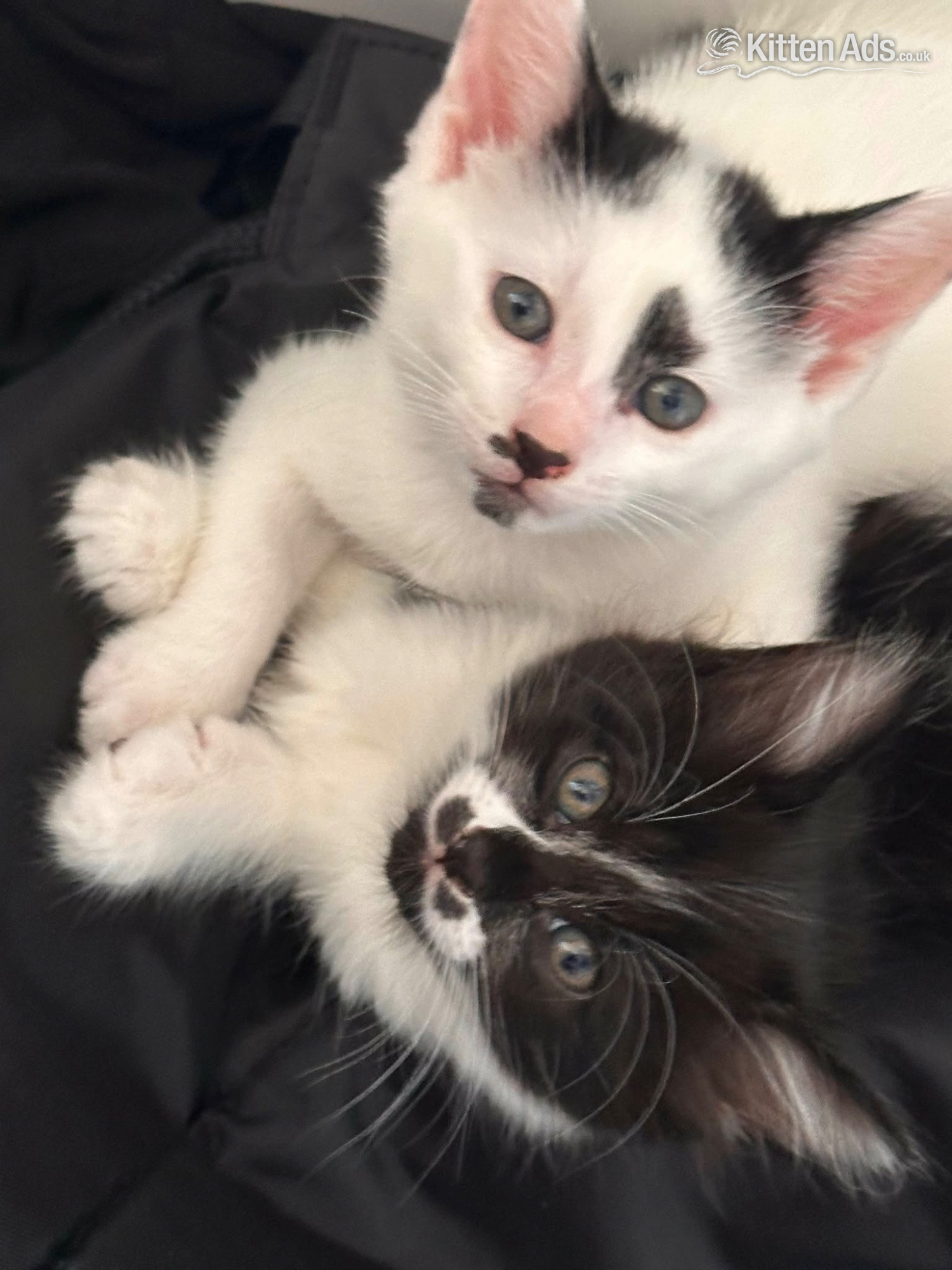  - Kittens for sale