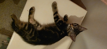 Beautiful, fluffy. Bengal cross, male and female kittens 