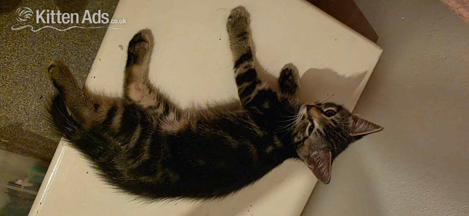 Beautiful, fluffy. Bengal cross, male and female kittens  in {LOCATION}