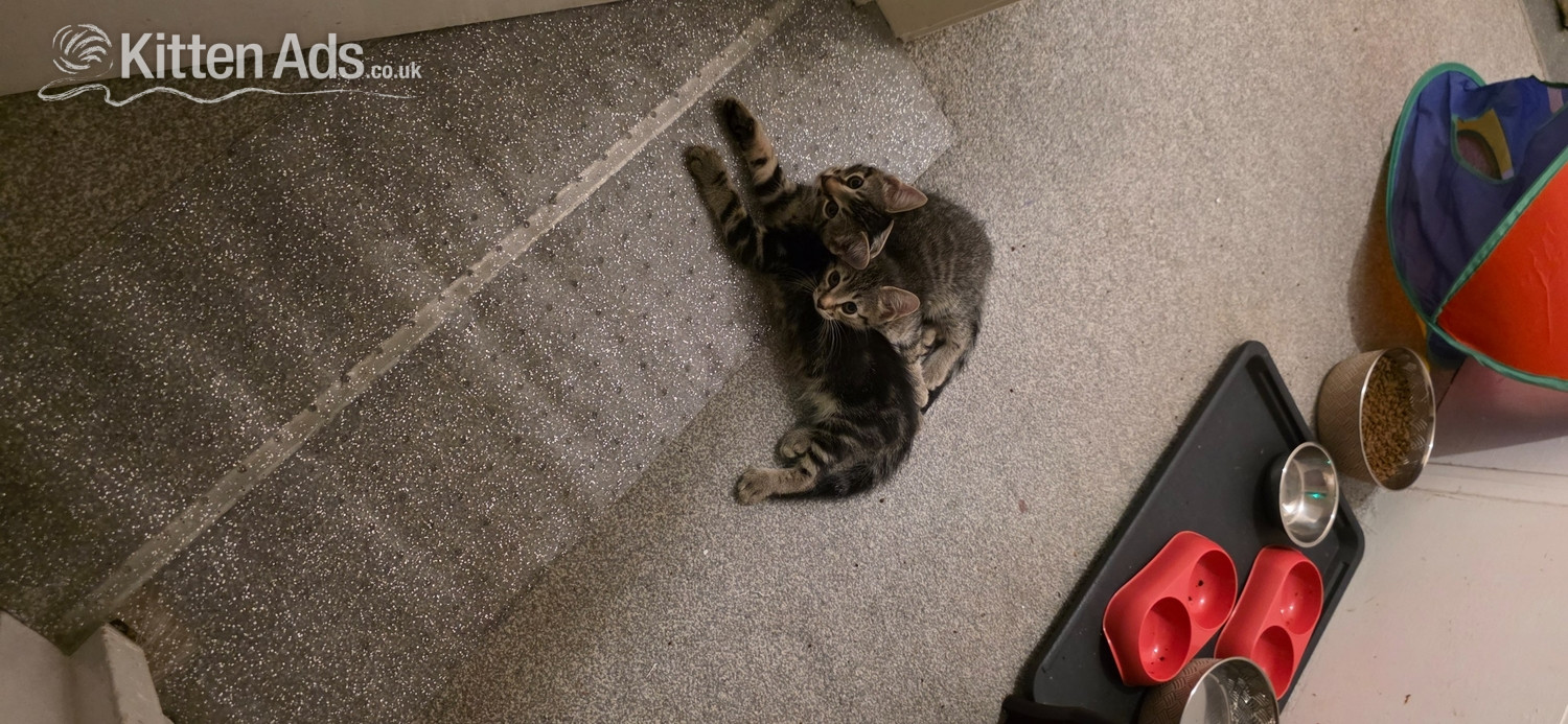 Bengal - Beautiful, fluffy. Bengal cross, male and female kittens 