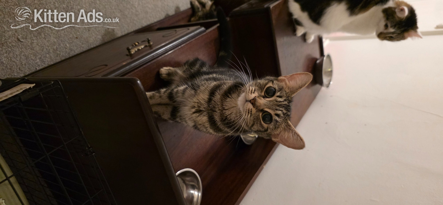 Beautiful, fluffy. Bengal cross, male and female kittens  - Bengal