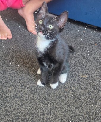 Kittens looking for new homes 