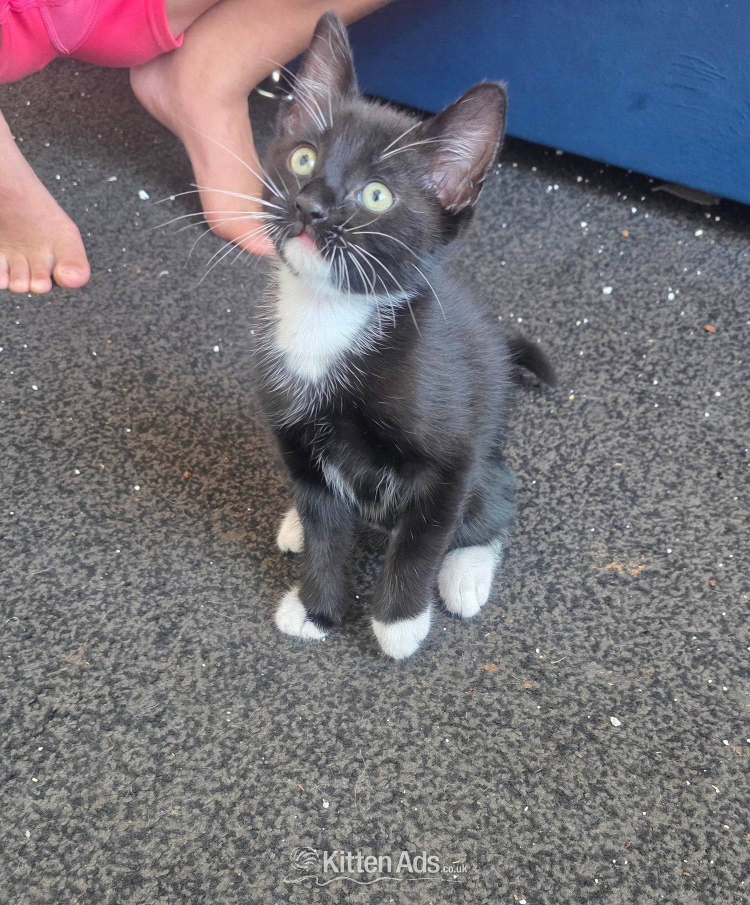 Kittens looking for new homes  in {LOCATION}