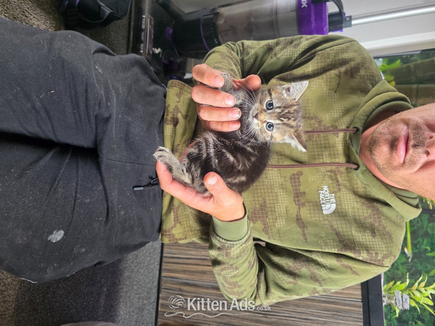 British Shorthair Cats and Kittens
