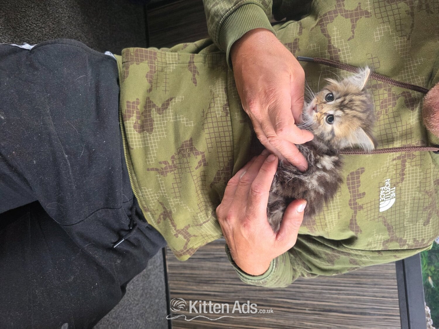 British Shorthair - Kittens looking for new homes 