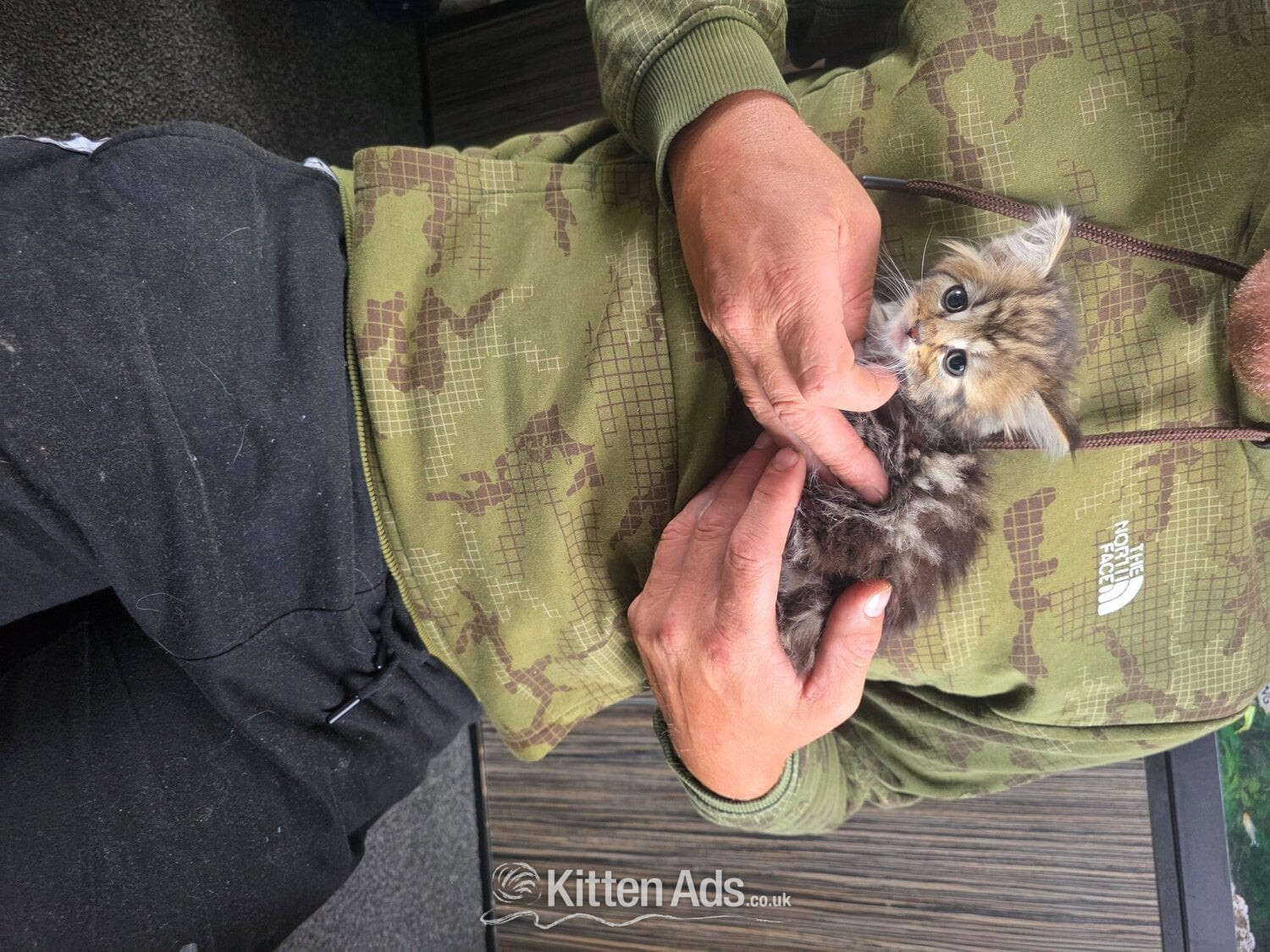 Kittens looking for new homes  - British Shorthair