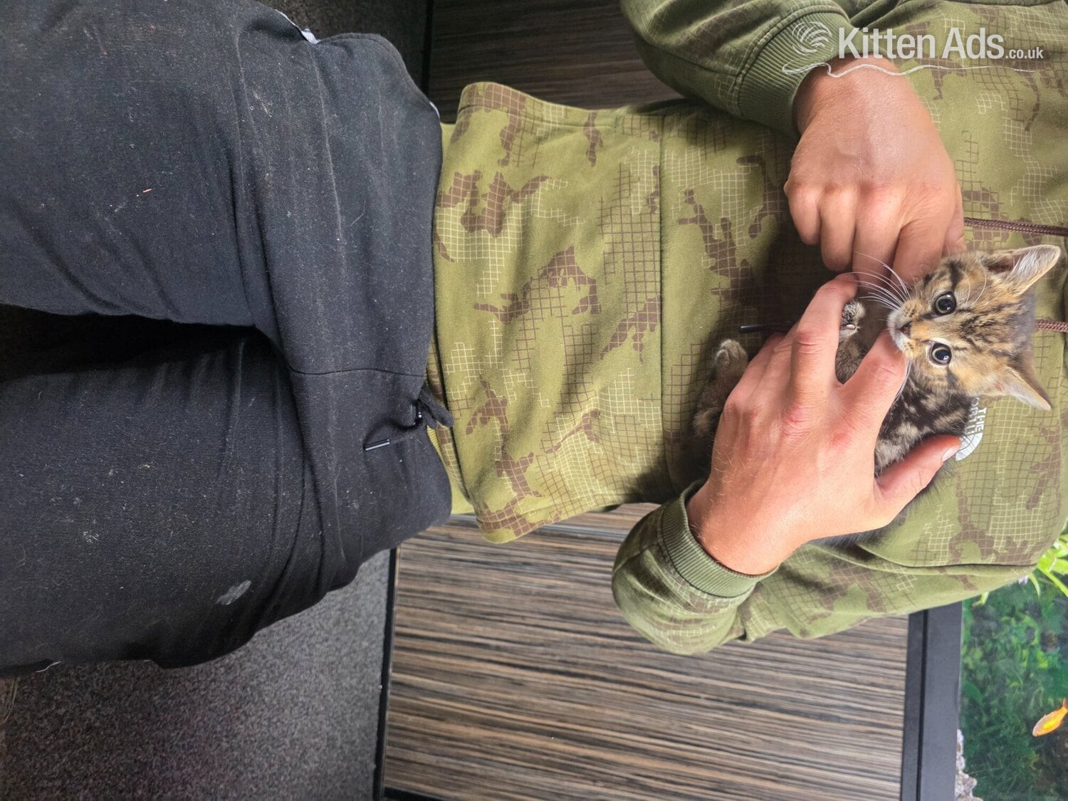 Kittens looking for new homes  in {LOCATION}