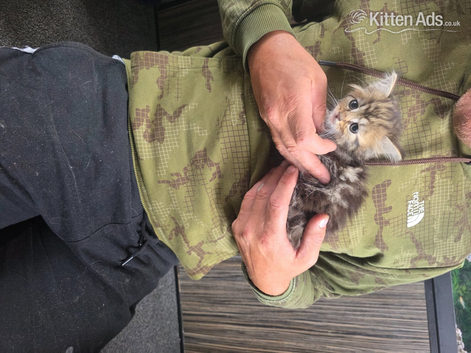 British Shorthair - Kittens looking for new homes 